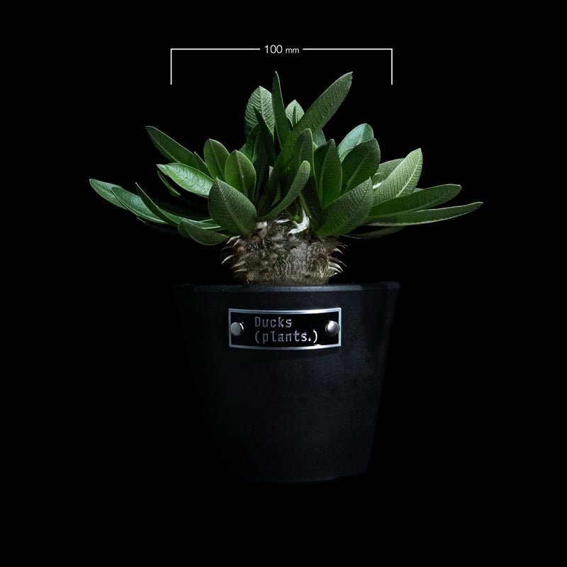 パキポディウム ブレビカウレ / Pachypodium brevicaule #11 | D