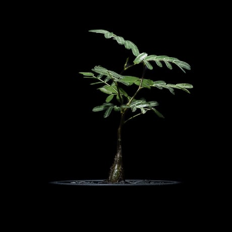 センナ メリディオナリス / Senna meridionalis #6
