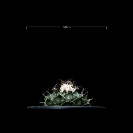 オブレゴニア デニグリー / Obregonia denegrii #3