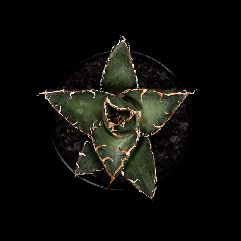 アガベ チタノタ 白鯨 / Agave titanota 'White Whale' #2 |