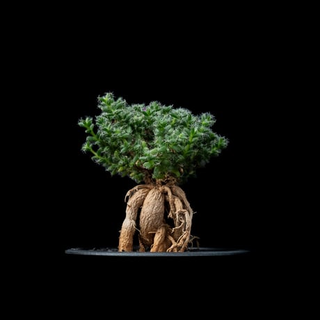 トリコディアデマ ブルボスム / Trichodiadema bulbosum #10