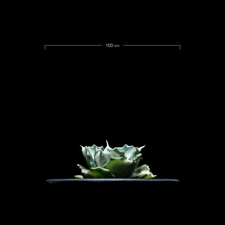 アガベ 王妃雷神 白中斑/ Agave isthmensis ‘Ouhi Raijin’ mediopicta alba