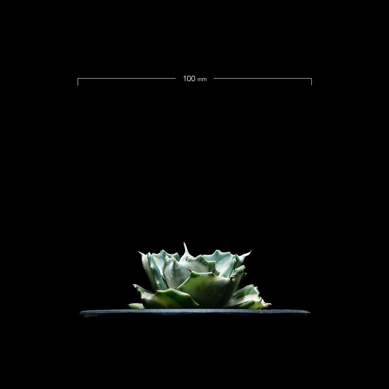 アガベ 王妃雷神 白中斑/ Agave isthmensis 'Ouhi Raijin' me