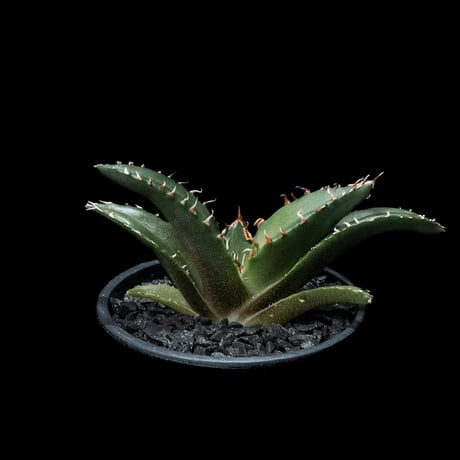 アガベ チタノタ 白鯨 / Agave titanota ‘White Whale’ #46