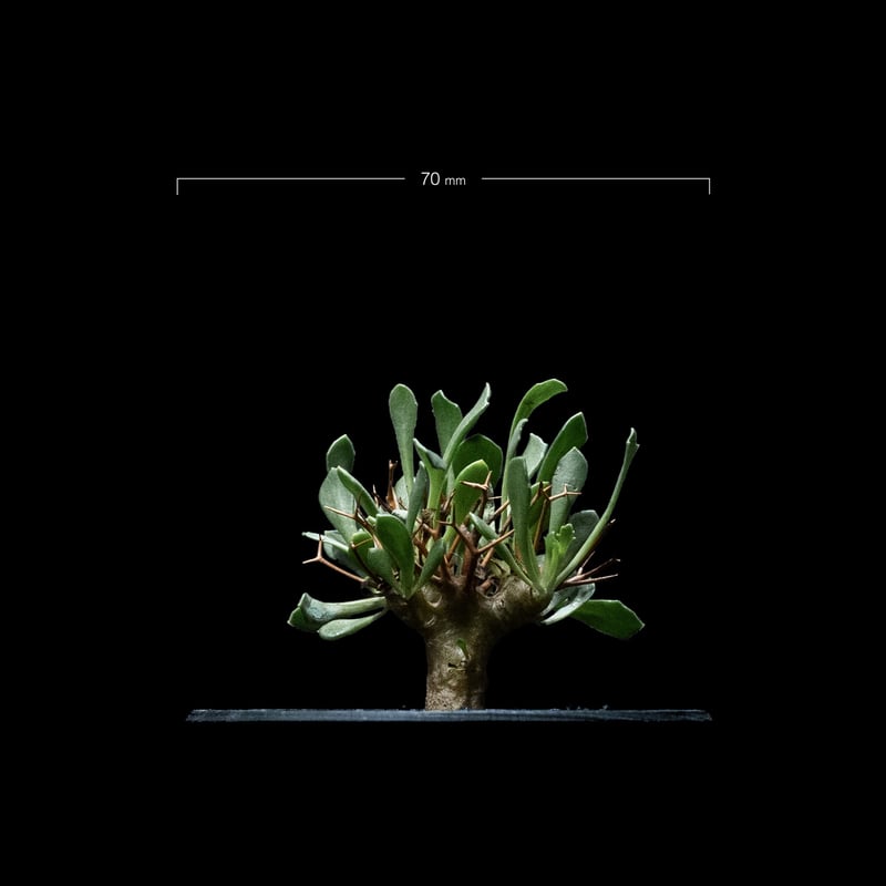 オトンナ ユーフォルビオイデス GC① オトンナ ユーフォルビオイデス GC① オトンナ・ユーフォルビオイデス