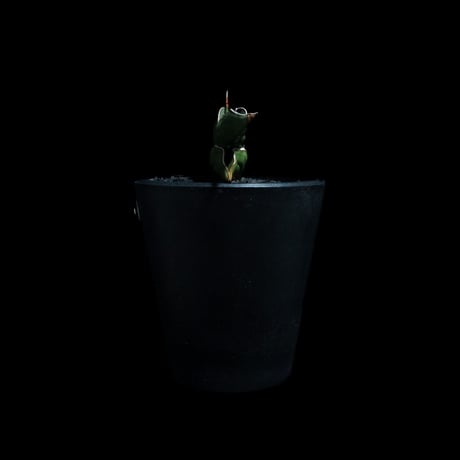 サンセベリア ロリダ / Sansevieria rorida #3