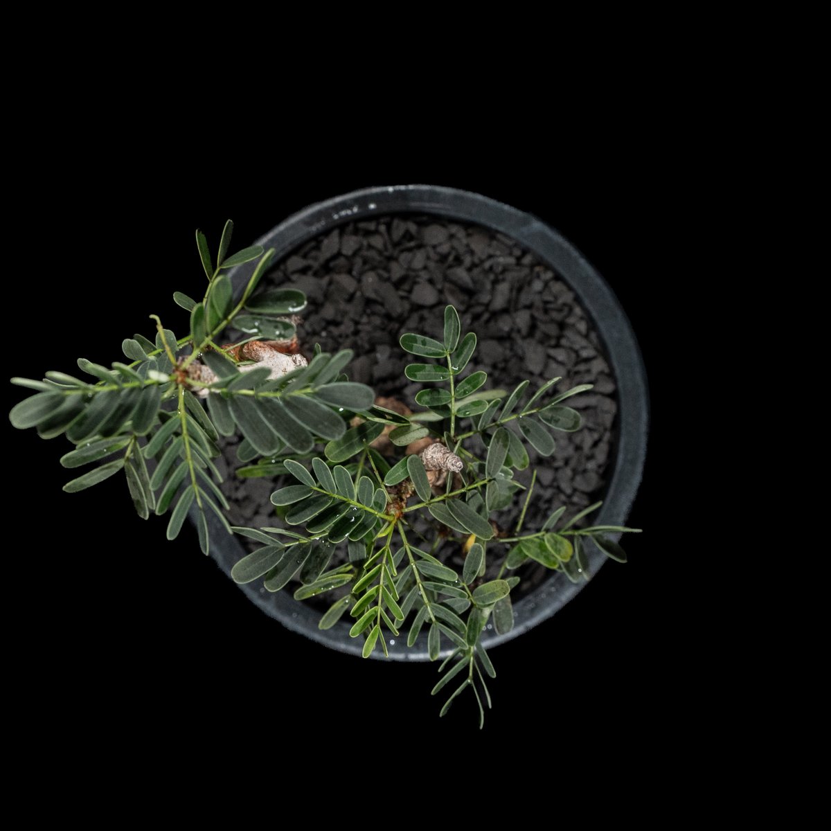 センナ メリディオナリス / Senna meridionalis #29 | Ducks (