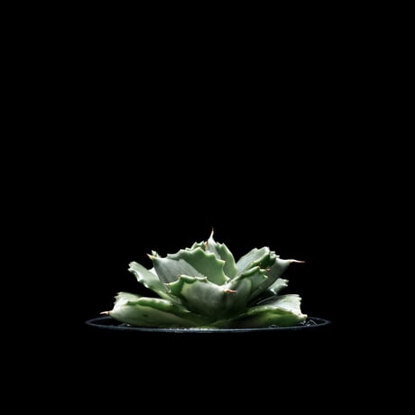 アガベ 王妃雷神 白中斑/ Agave isthmensis ‘Ouhi Raijin’ mediopicta alba #15