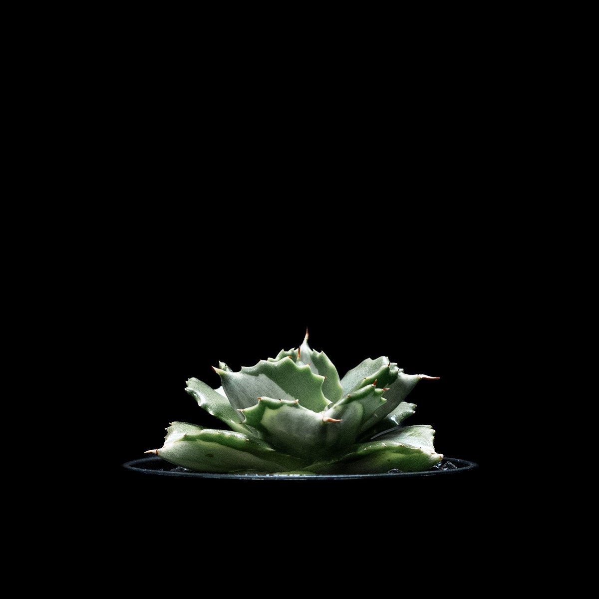 アガベ ジェスブレイティ錦 ジェスブレイティ 白中斑 【公式通販】