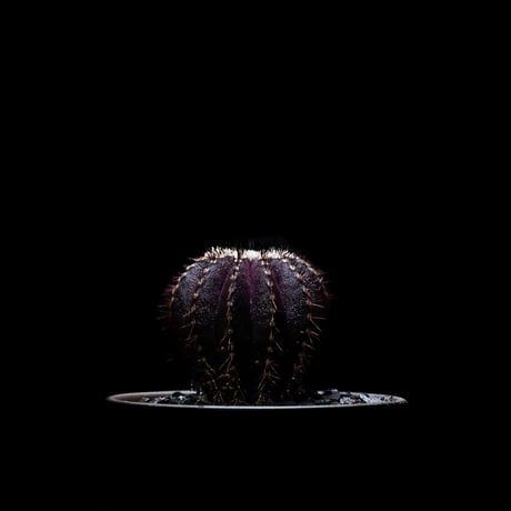 ユーベルマニア ペクチニフェラ / Uebelmannia pectinifera