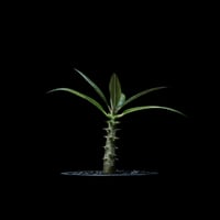 パキポディウム バロニー / Pachypodium baronii #1