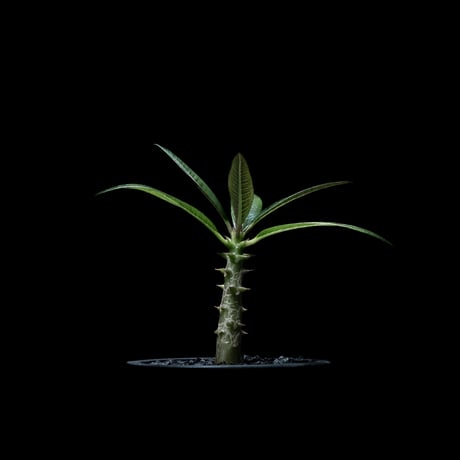 パキポディウム バロニー / Pachypodium baronii #1
