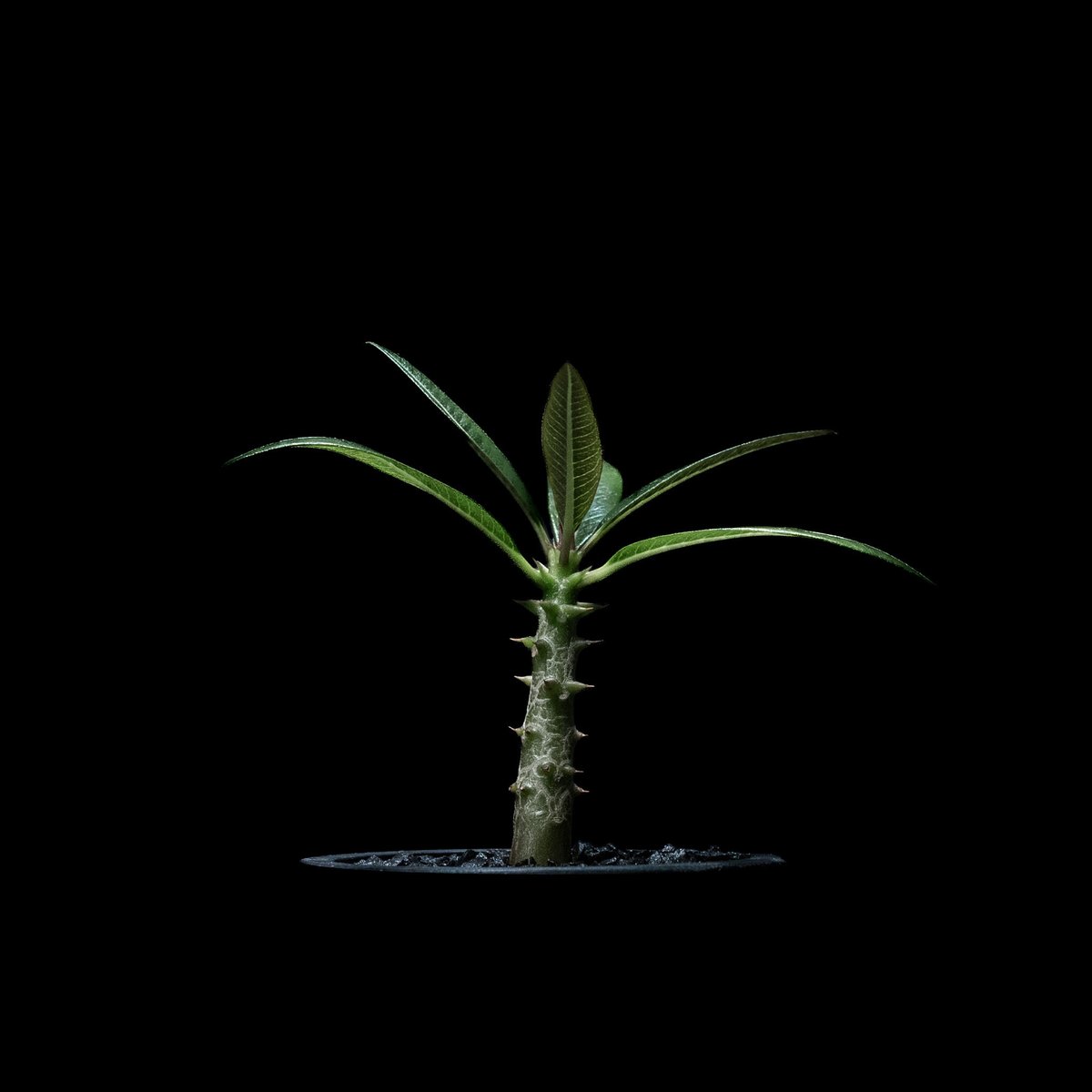 パキポディウム バロニー / Pachypodium baronii #1 | Ducks (