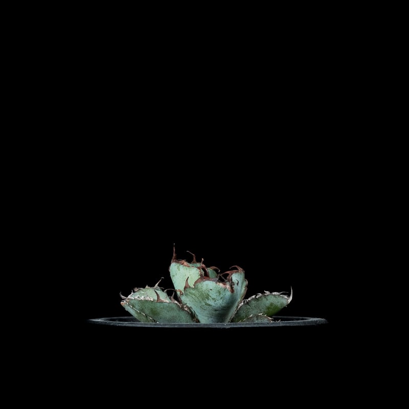 アガベ チタノタ ブラック&ブルー / Agave titanota 'Black & Blu