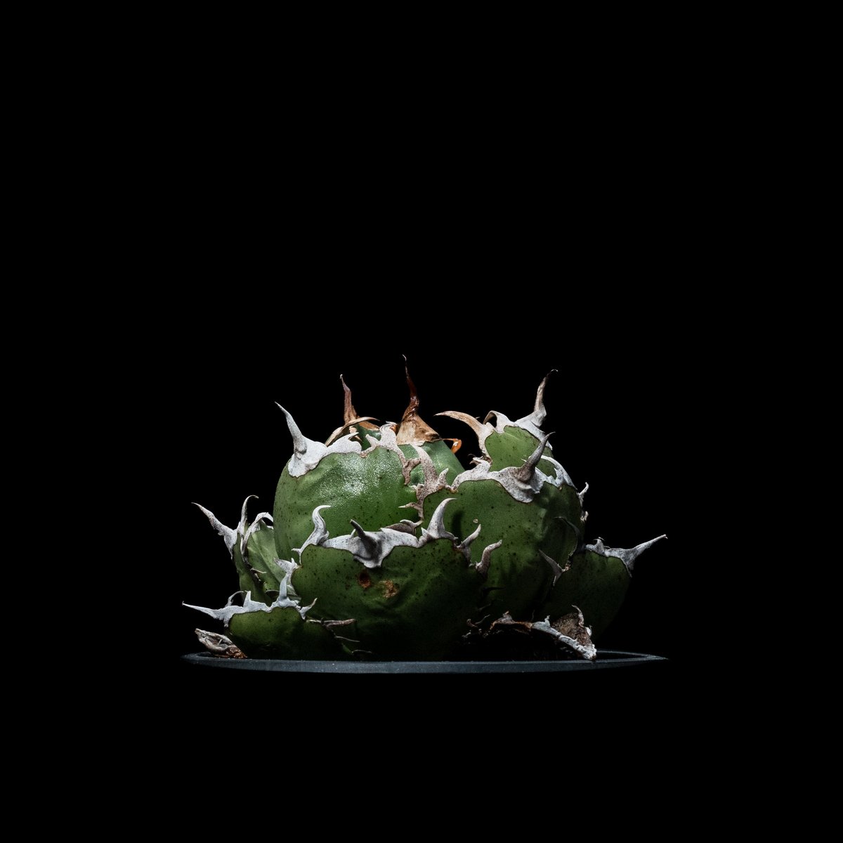 アガベ　チタノタ　黒鯨　白縞斑　Agave titanota mqdefault.jpg