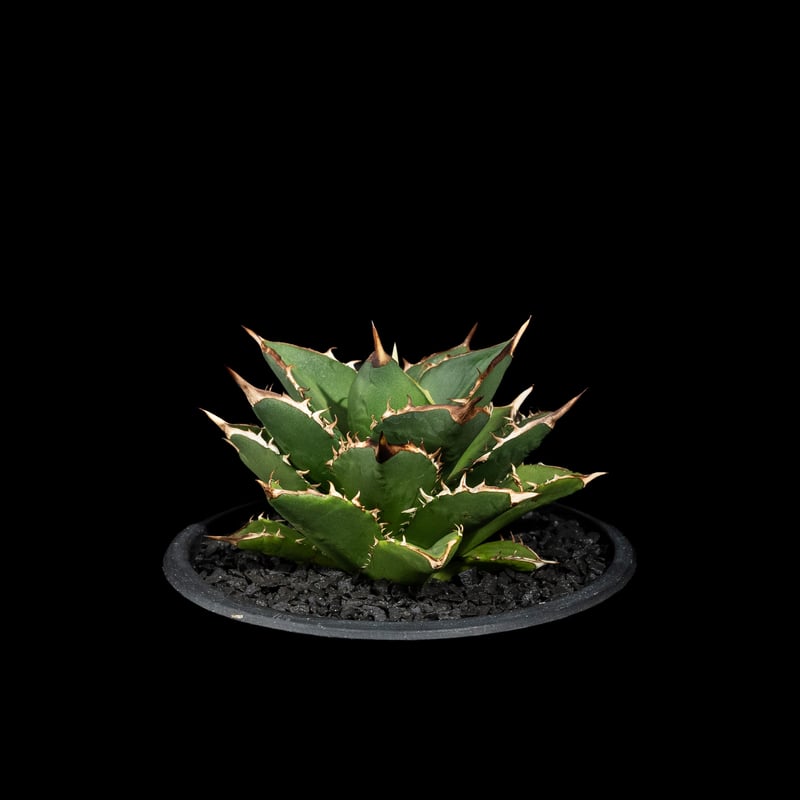 アガベ チタノタ 大島 / Agave titanota 'Oshima' #1 | Duck
