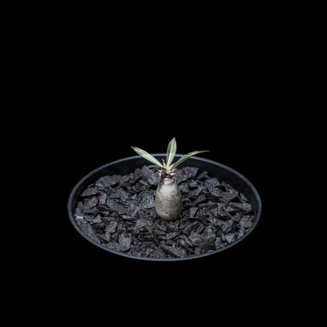 パキポディウム グラキリス / Pachypodium rosulatum var. gracilius #10