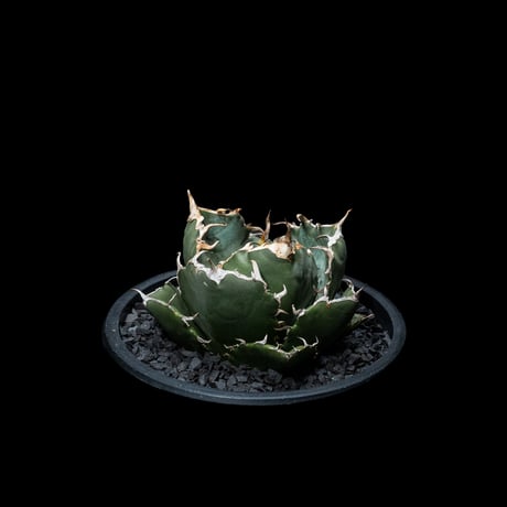 アガベ チタノタ 白鯨 / Agave titanota ‘White Whale’ #12