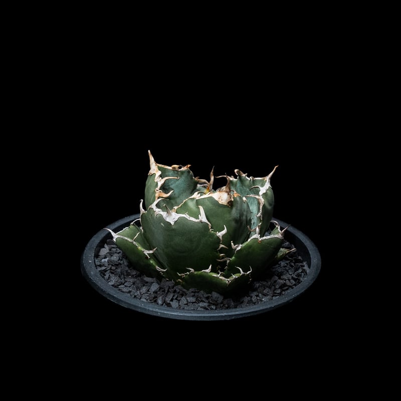 アガベ チタノタ 白鯨 / Agave titanota 'White Whale' #12