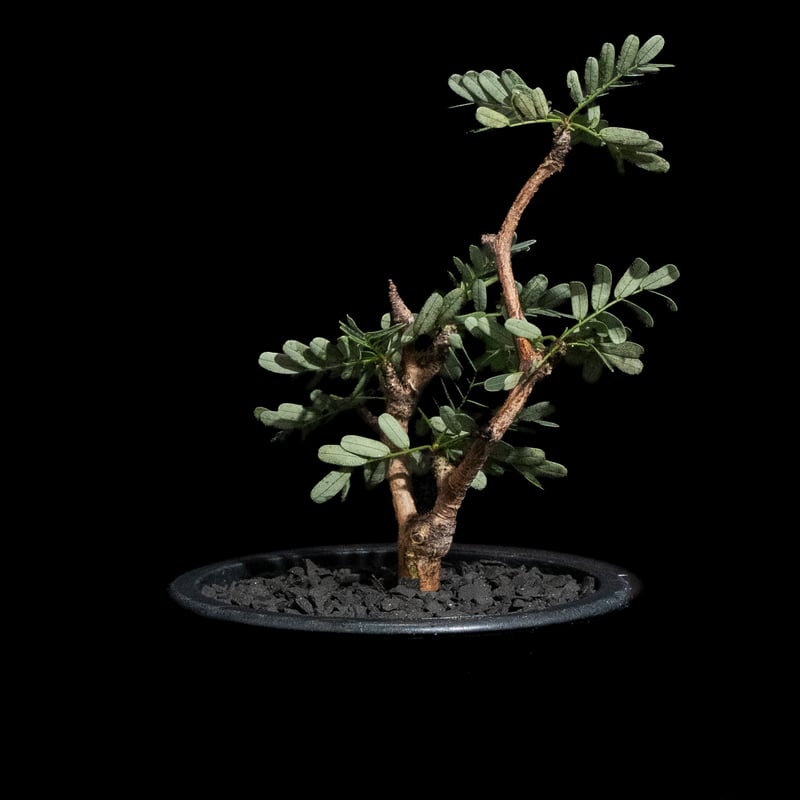 センナ メリディオナリス / Senna meridionalis #29 | Ducks (