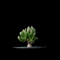 オトンナ クラビフォリア / Othonna clavifolia #1