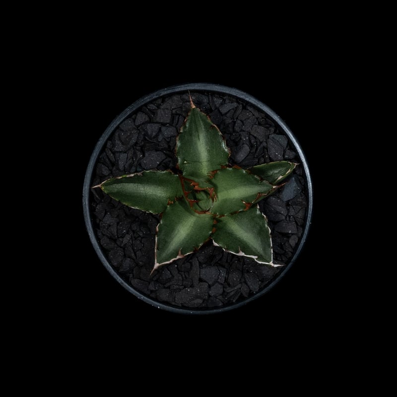 アガベ チタノタ 萬代厳竜 / Agave lophantha × titanota #1 | アガベ チタノタ 萬代厳竜 / Agave lophantha × titanota #1 |
