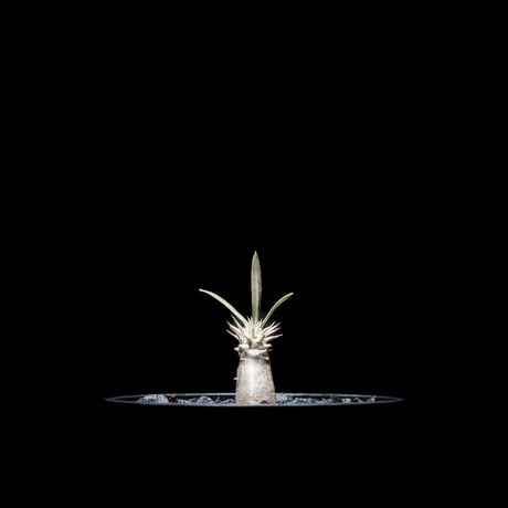 パキポディウム グラキリス / Pachypodium rosulatum var. gracilius #6