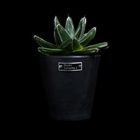 アガベ 笹の雪 D型 / Agave victoriae-reginae #15