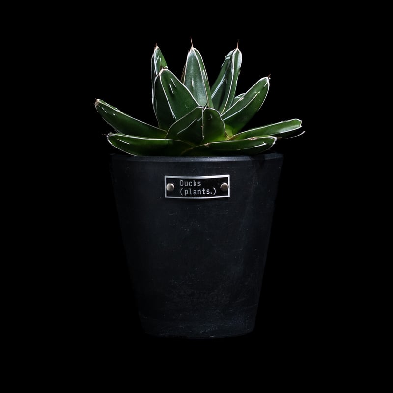 アガベ 笹の雪 D型 / Agave victoriae-reginae #15 | Duck