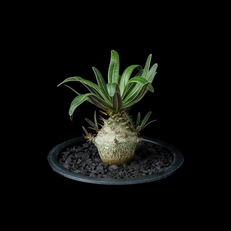パキポディウム グラキリス / Pachypodium rosulatum var. gracilius #53