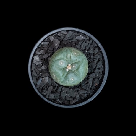 ロフォフォラ 翠冠玉 / Lophophora diffusa #1