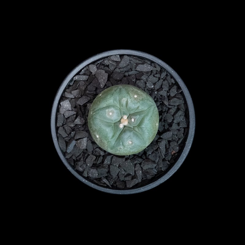 ロフォフォラ 翠冠玉 / Lophophora diffusa #1 | Ducks ( pl