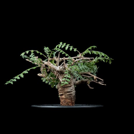 ボスウェリア ネグレクタ / Boswellia neglecta #1