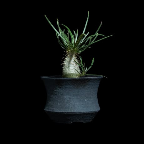 yasuo noto　パキポーズ　グラキリス yasuo noto様専用 パキポーズ グラキリス - メルカリ