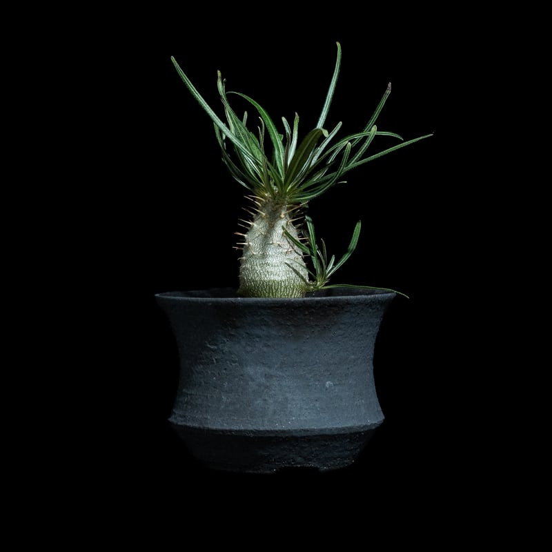 パキポディウム グラキリス / Pachypodium rosulatum var. grac