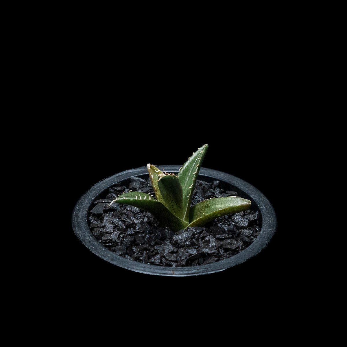 アガベ シーザー（Caesar）良型親株 鉢付き アガベ チタノタ シーザー