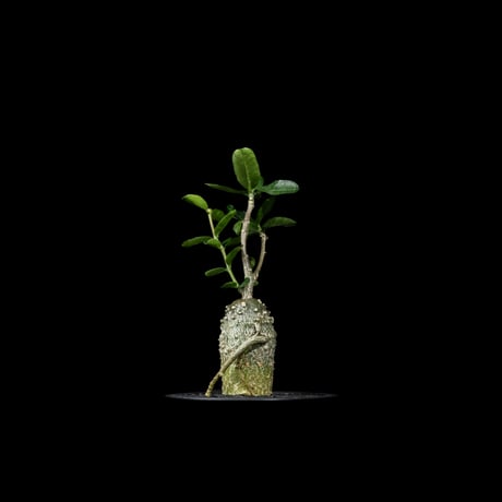 フォッケア エデュリス / Fockea edulis #8