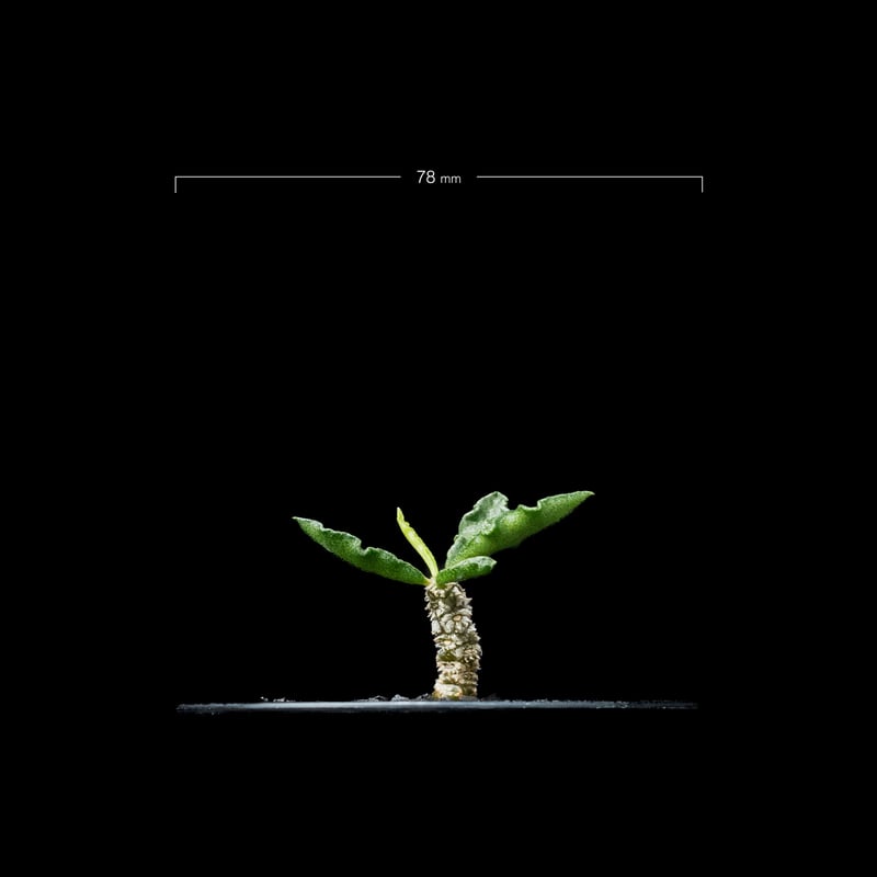 ユーフォルビア デカリー / Euphorbia decaryi #1 | Ducks ( p