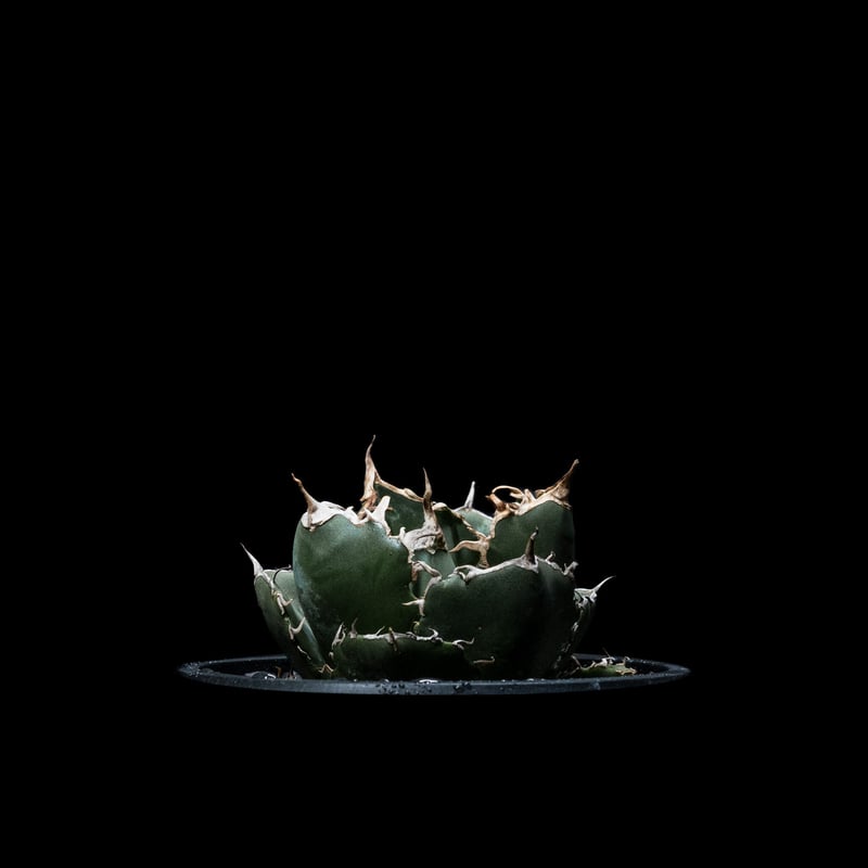 アガベ チタノタ 白鯨 / Agave titanota 'White Whale' #12