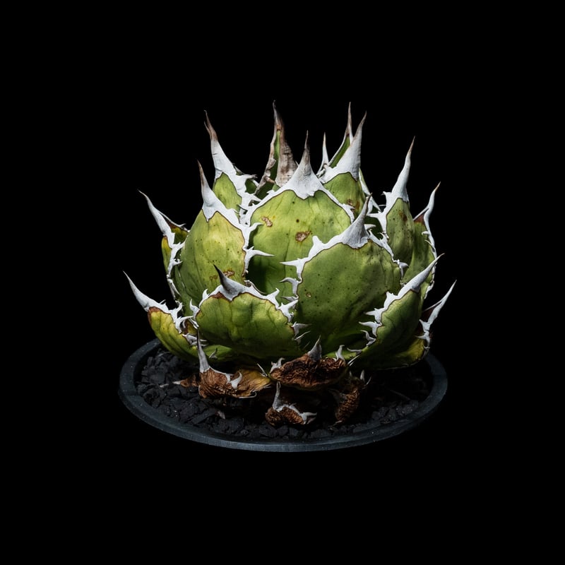 アガベ　チタノタ　魚刺　WH NURSERY アガベ チタノタ 魚刺 / Agave titanota 'Fish Spine' #2 |