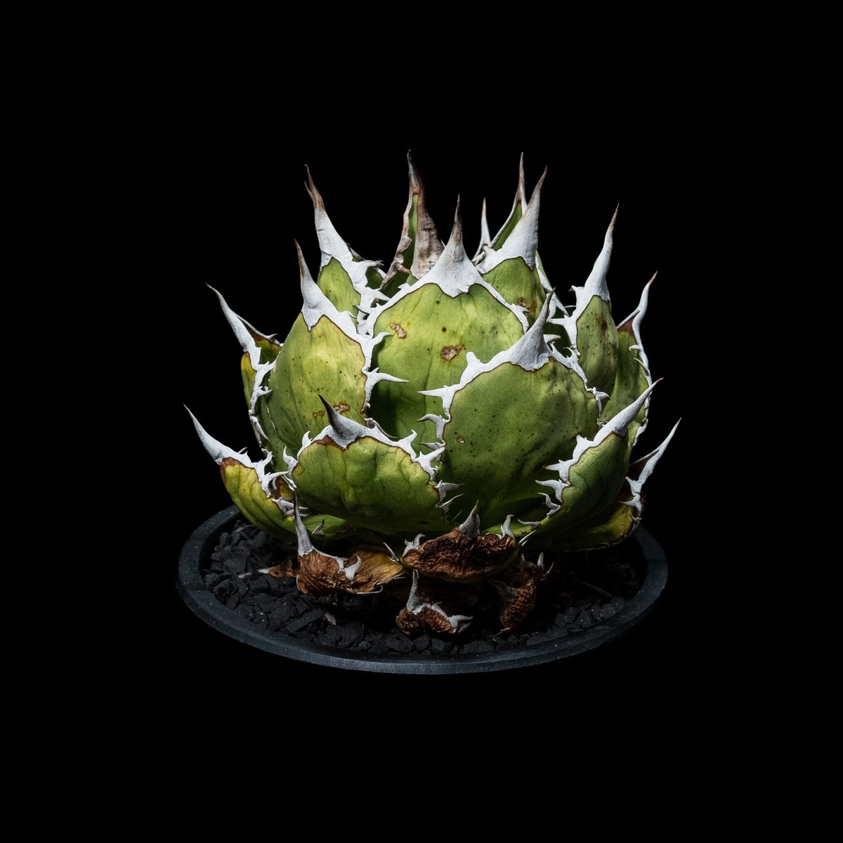 アガベ　大鋼牙 アガベ チタノタ 魚刺 / Agave titanota 'Fish Spine' #2 |