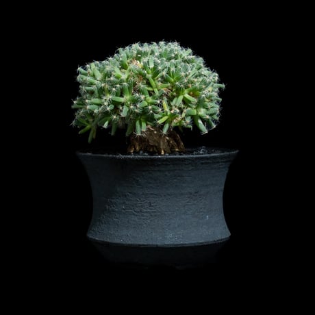 トリコディアデマ デンサム / Trichodiadema densum #28