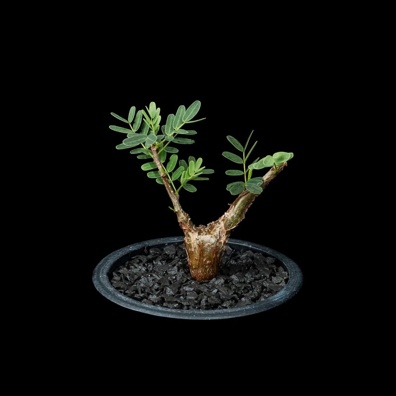 センナ メリディオナリス / Senna meridionalis #15 | Ducks (