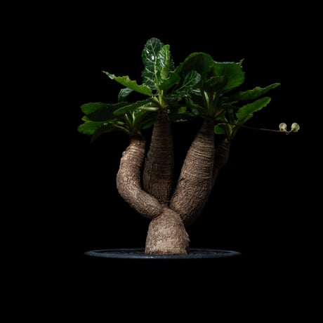 ユーフォルビア ノーザンマダガスカル / Euphorbia sp. nov northernmadagascar #1