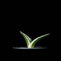 アガベ 王妃笹の雪 A型 白覆輪斑 ピンキー / Agave filifera var. co