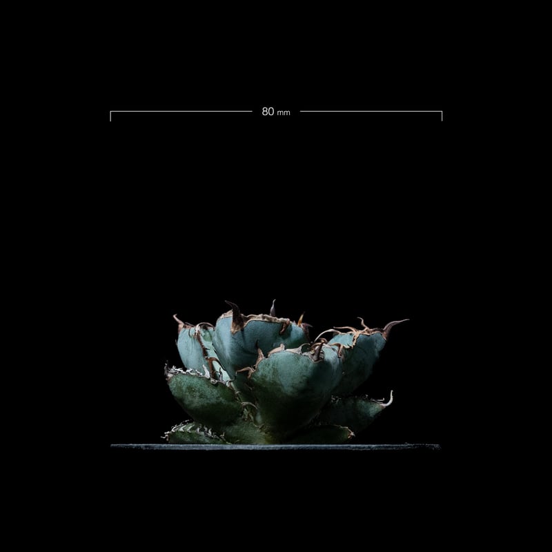 アガベ チタノタ ブラック&ブルー / Agave titanota 'Black & Blu アガベ チタノタ ブラック&ブルー / Agave titanota 'Black & Blu
