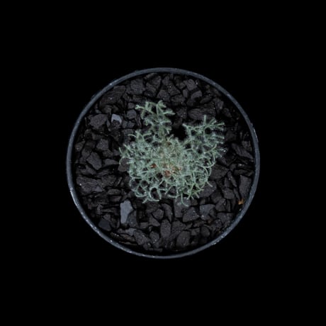 モンソニア ペニクリナム / Monsonia peniculina #16