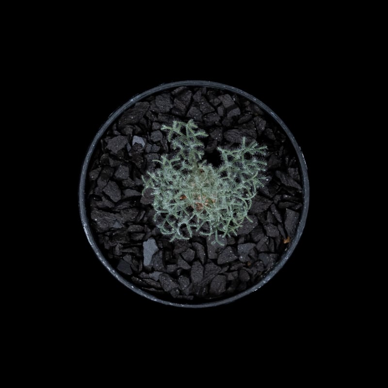 モンソニア ペニクリナム / Monsonia peniculina #16 | Ducks モンソニア ペニクリナム / Monsonia peniculina #16 | Ducks