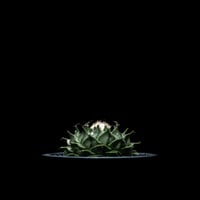 オブレゴニア デニグリー / Obregonia denegrii #4