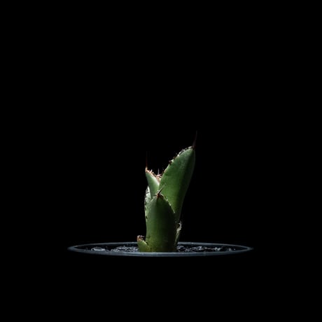 アガベ チタノタ 魚刺 / Agave titanota ‘Fish Spine’ #5